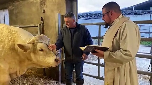 Un Prince, boeuf charolais, béni avant le salon de l'agriculture