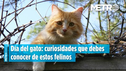 Día del gato: curiosidades que debes conocer de estos felinos