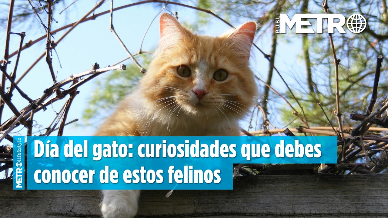 Día del gato: curiosidades que debes conocer de estos felinos