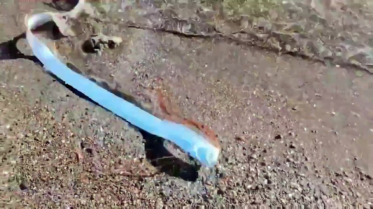 Apareció en una playa de México un pez remo, considerado el pez del fin del mundo