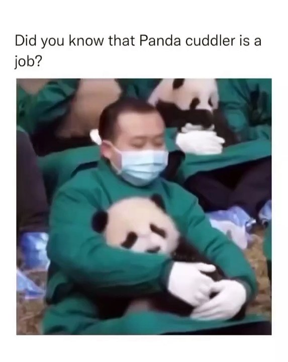 🌟🐼 Dive into the charming world of Pandas! In this adorable journey, we e