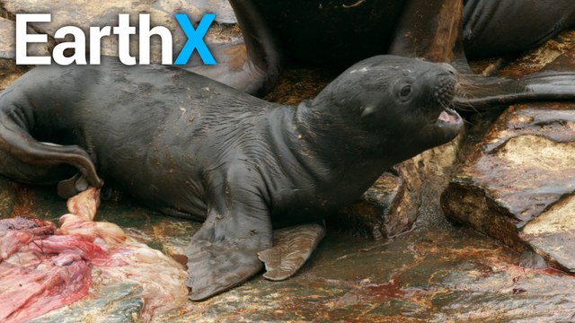 These Sea Lions Spend Half the Year Mating | The Humboldt Current | EarthX