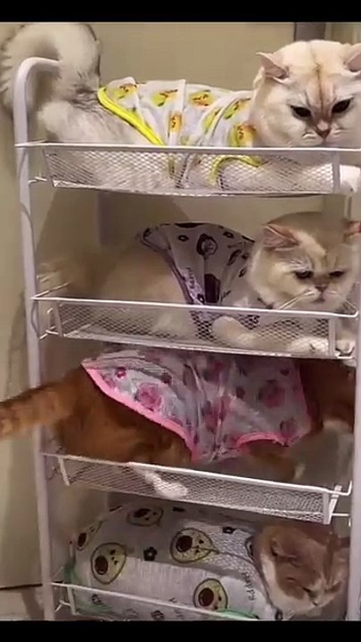 Nhìn màu vàng là biết oy🙂