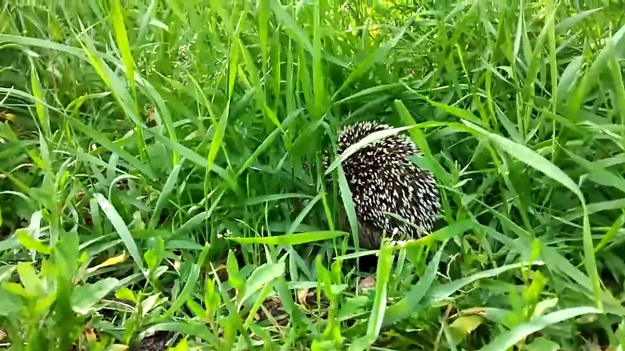 Hedgehog 03