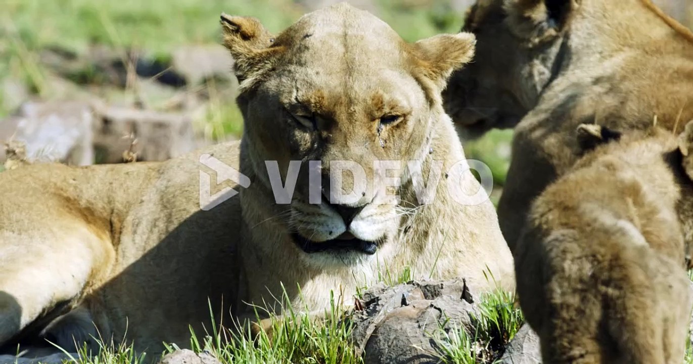 pack of lions and their cubs resting in the meadow