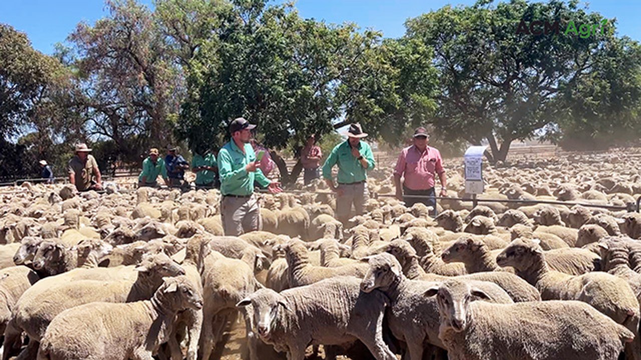 Jamestown sheep market sells 18,500 sheep for first market of 2025