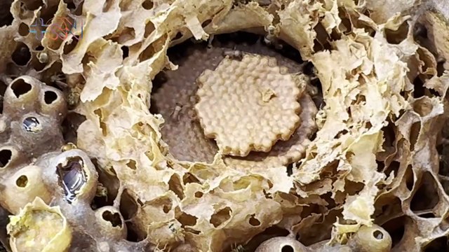 Abejas sin aguijón: el santuario en Heredia que busca preservar su legado