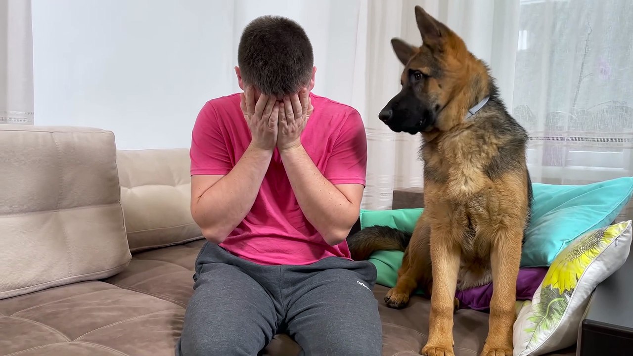 Tears & Tail Wags: German Shepherd Puppy’s Hilarious Reaction to My Crying! 😂🐶