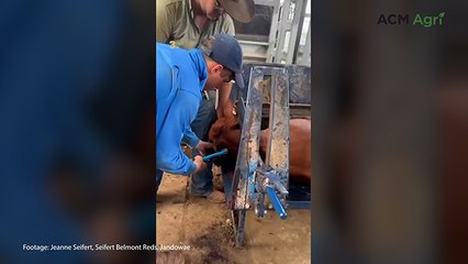 Industry best practice animal husbandry at Seifert Belmont Reds