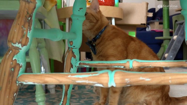 Canberra ‘the most renter-friendly’ city to live in – but does it come at a cost to landlords?