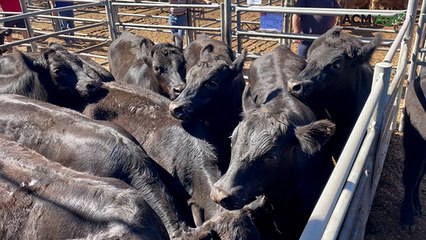 Strathalbyn cattle market sale - Feb 2025