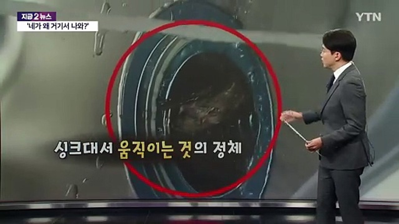 "왜 거기서...?" 아파트 싱크대서 발견된 '박쥐' [앵커리포트] / YTN