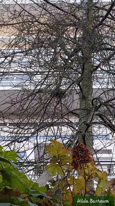 🦜Rencontre avec le Rouge-Gorge au parc André Citroën 🦜