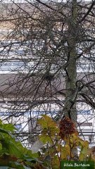 🦜Rencontre avec le Rouge-Gorge au parc André Citroën 🦜