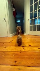 Dos perritos se ven por primera vez en casa y su reacción derrite corazones