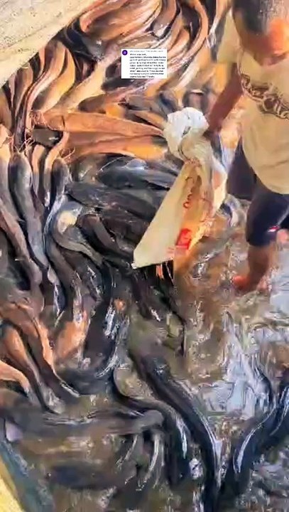 3 resiko yang akan kita terima jika induk lele betina gendong telur tapi telat dipijahkan