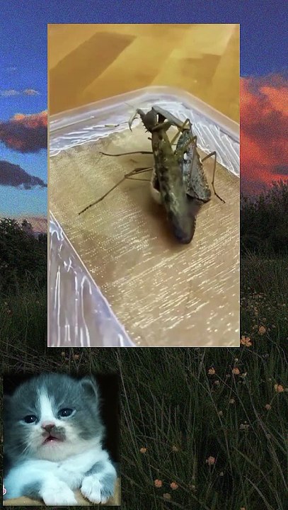 Kanibal bug