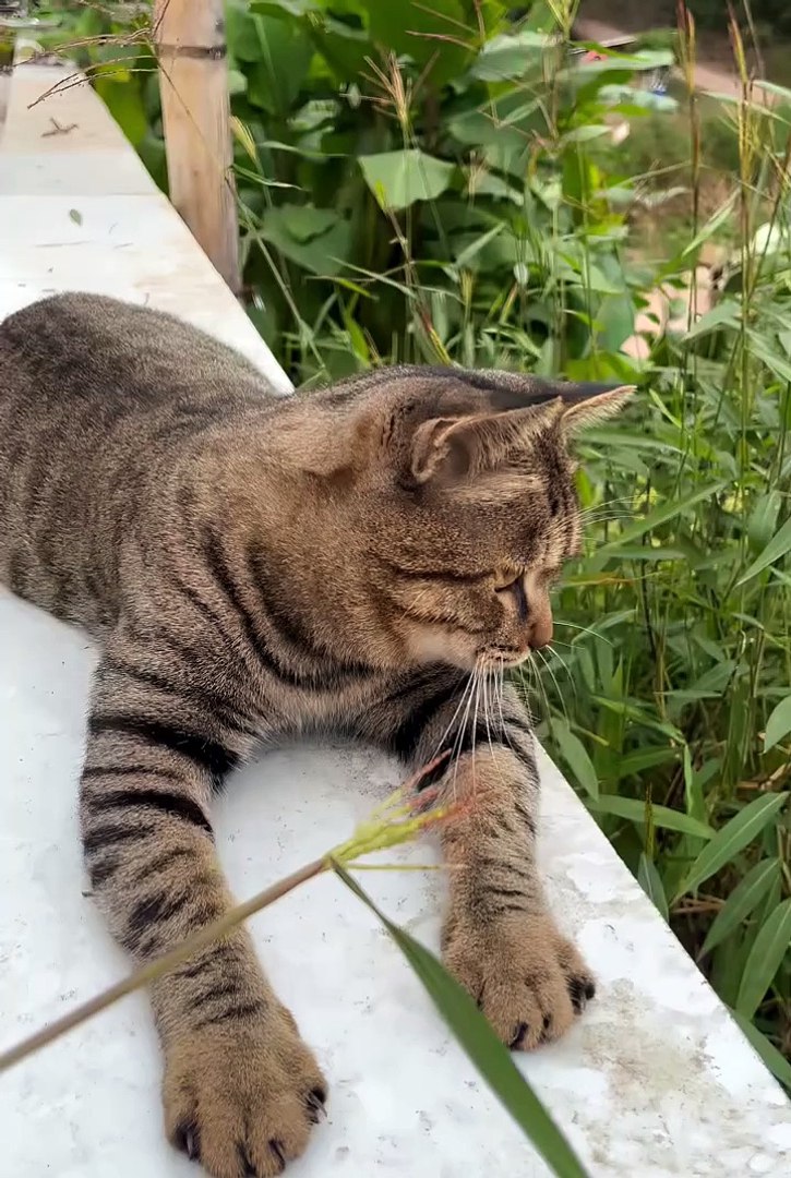 ⁣Cute animals😼funny pets😂 #cuteanimals #cat #pets