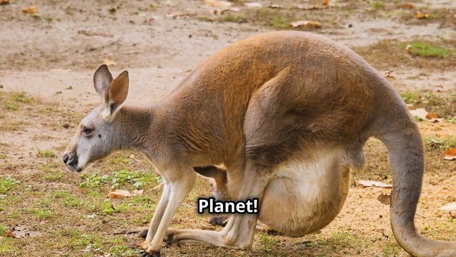 Why Kangaroos Have Pouches: The Ultimate Baby Carrier!