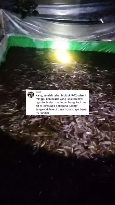 Setiap kuras air kolam ada kerangka lele, itu bukti bahwa lele kanibal