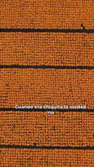 Flor de Cempasúchil: se produce en Xochimilco I Emma