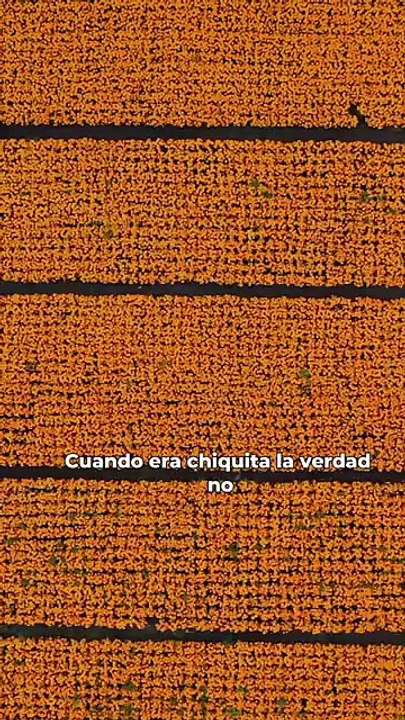 Flor de Cempasúchil: se produce en Xochimilco I Emma
