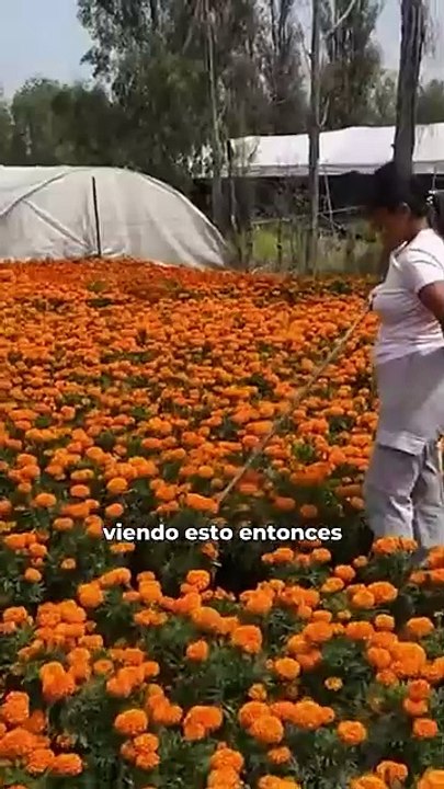 Cempasúchil en CDMX: se vende en Xochimilco