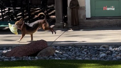 Sauvé d’un laboratoire, ce chien a une réaction extraordinaire en découvrant son 1er jouet (Vidéo)