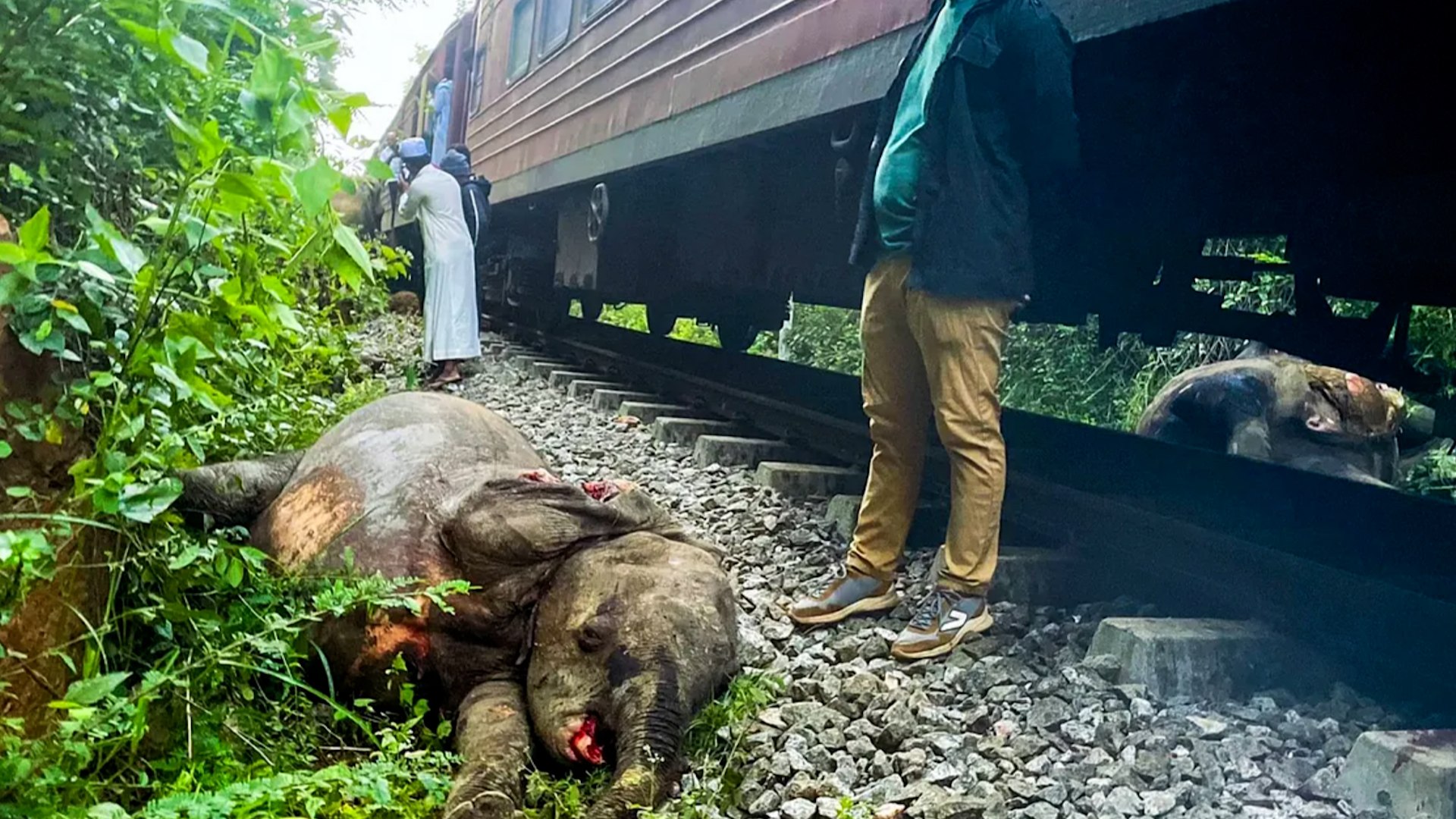 Al menos seis elefantes murieron cuando un tren de pasajeros choc� contra una manada cerca de un santuario de vida silvestre en Sri Lanka.