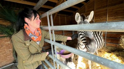 Revisiting Ziggy the Zebra at Equine Dreams of Bawtry