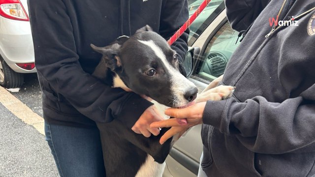 Marseille : les policiers viennent au secours d'un chien abandonné sans eau ni nourriture dans un logement