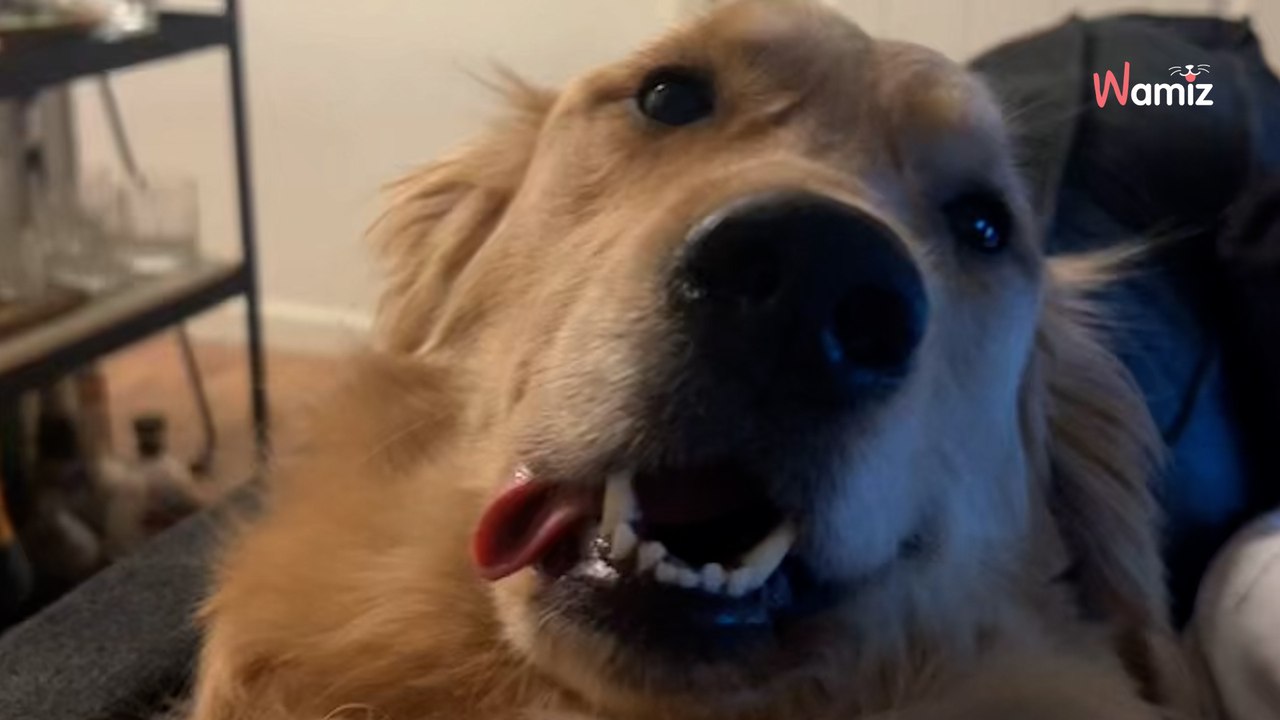 Elle achète un chiot de 8 semaines sur Internet et réalise très vite que quelque chose cloche