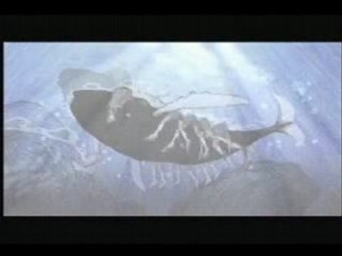 Greenpeace Man Whale Hunt Protection Baleines Chasse Japan