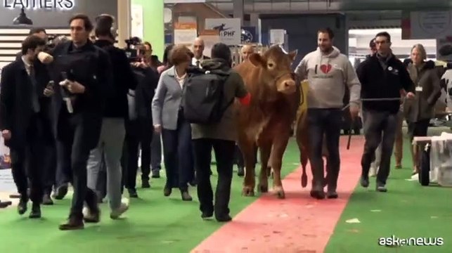 Oupette, la mucca mascotte del Salone dell'Agricoltura francese