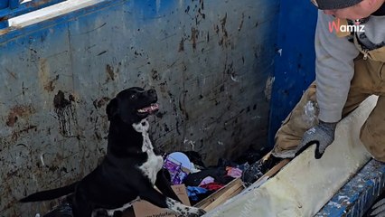 Un couple découvre un chien coincé au fond d'une benne à ordures : ils redoublent d'ingéniosité pour porter secours (vidéo)