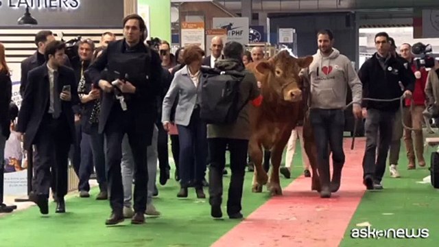 Oupette, la mucca mascotte del Salone dell'Agricoltura francese