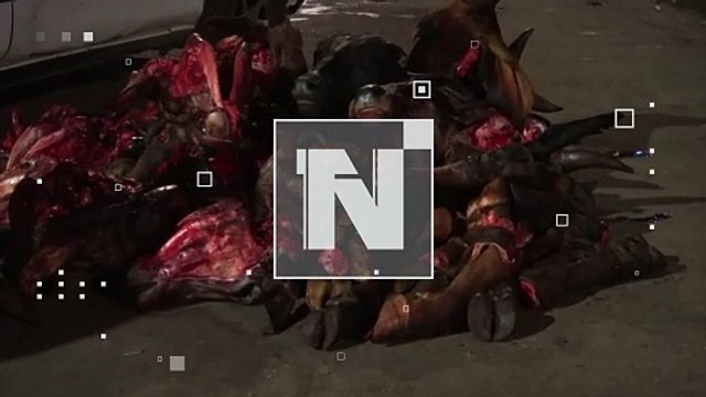 Imágenes sensibles: Dejan cabezas y patas de vaca en pleno mercado Calatayud