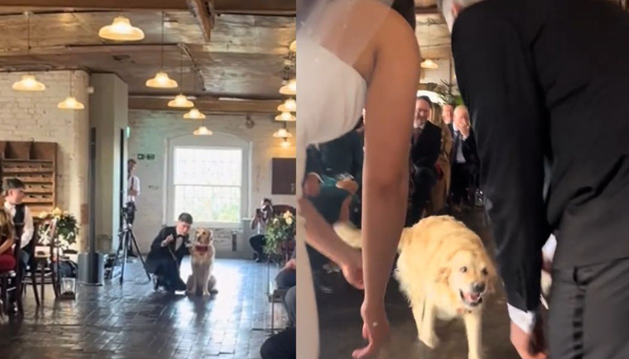 Dog is ring bearer at Derbyshire wedding