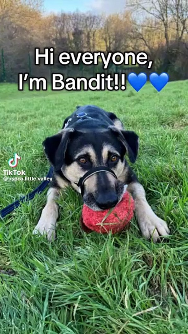 ⁣Bandit TikTok - Little Valley Animal Shelter