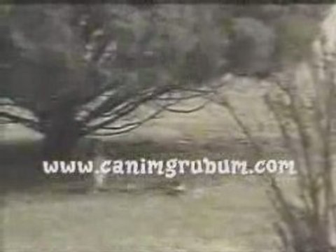 Drôle de courageux lapin- Attaque serpent LOL