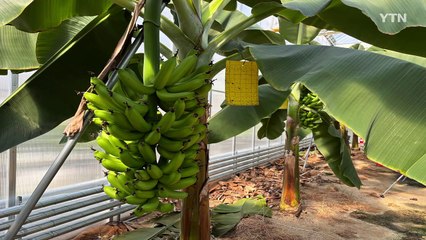 [경기] 용인시 농업기술센터, 바나나 250kg 첫 수확 / YTN