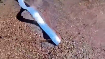 Il video virale del pesce remo trovato su una spiaggia in Messico: perché è ritenuto presagio dell'Apocalisse