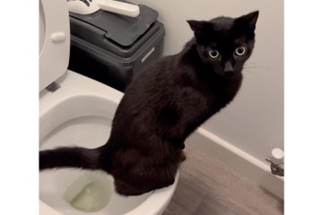Cat uses the toilet to go for a wee