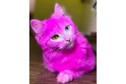 Cat dyed pink