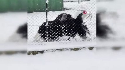 Bakın nasıl mutlu oldu! Deve kuşunun kar sevinci kamerada