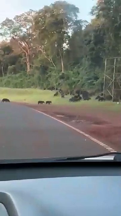 Manada de jabalíes en Misiones de Argentina.