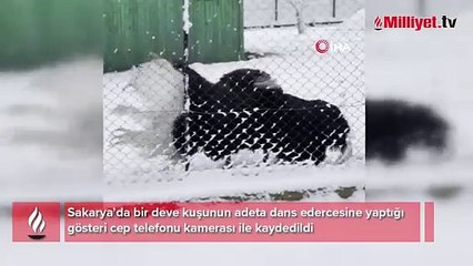 Deve kuşunun kar sevinci kamerada