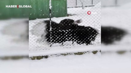 Deve kuşunun kar sevinci kamerada