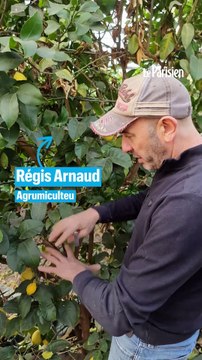 Pourquoi le citron échappe aux pesticides