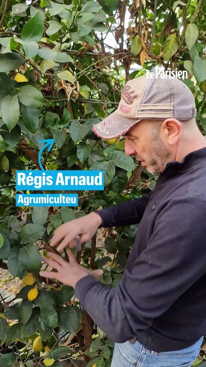 Pourquoi le citron échappe aux pesticides